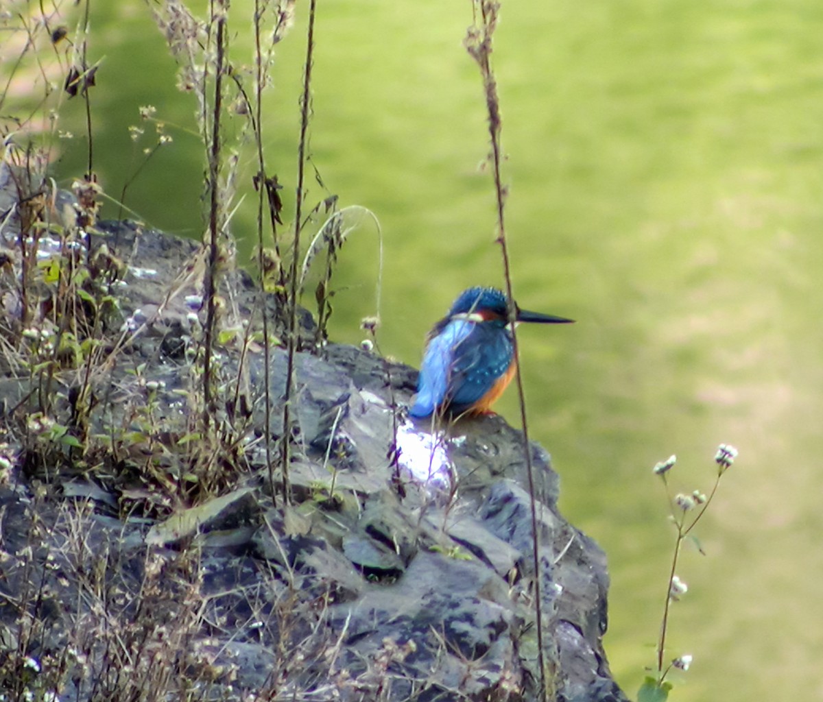 Common Kingfisher - ML645178844