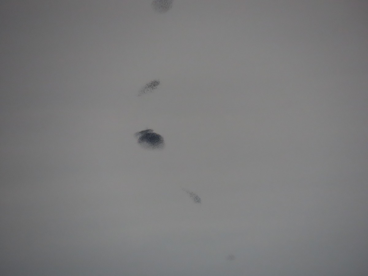 European Starling - ML645178847