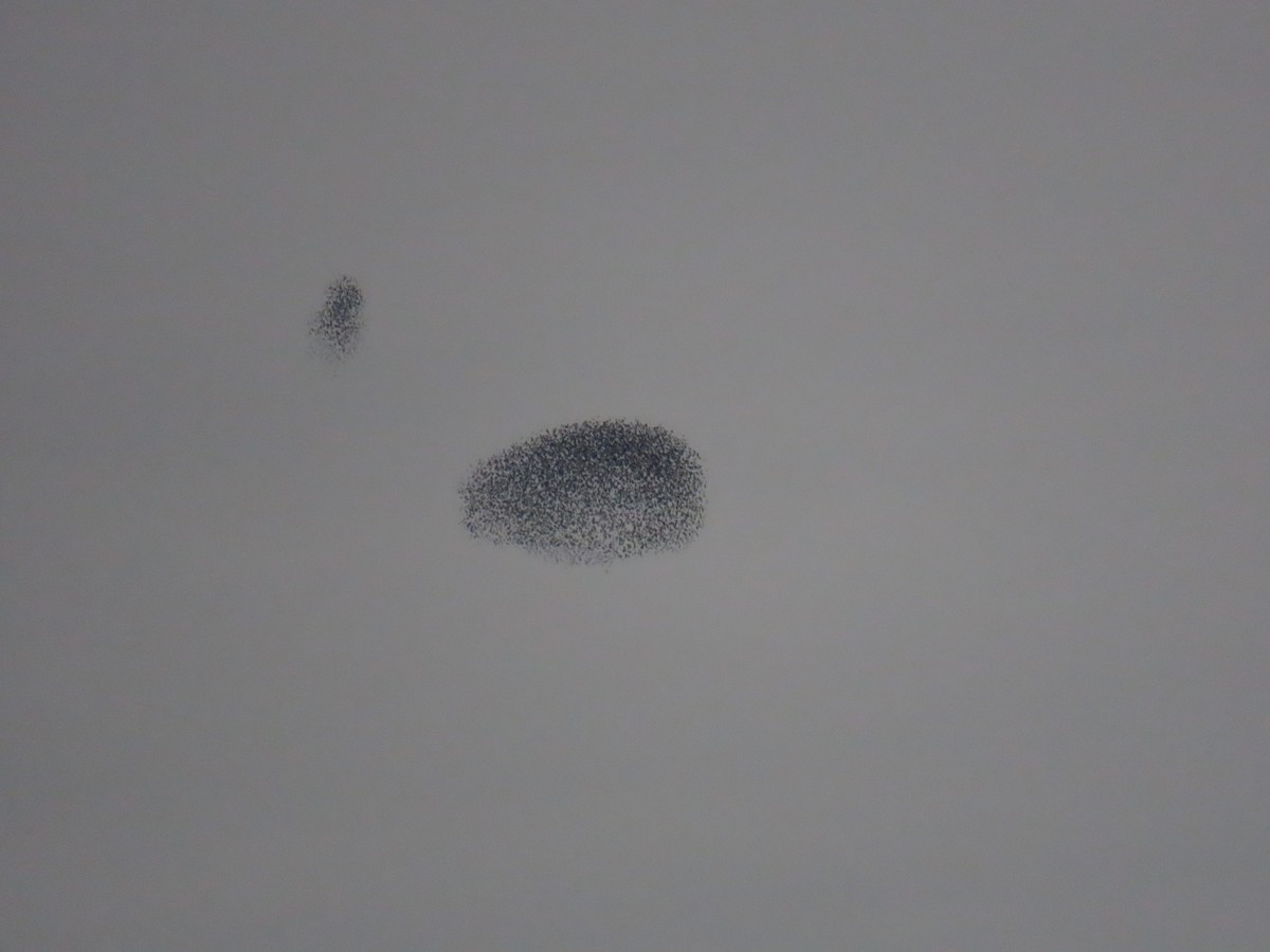 European Starling - ML645178848