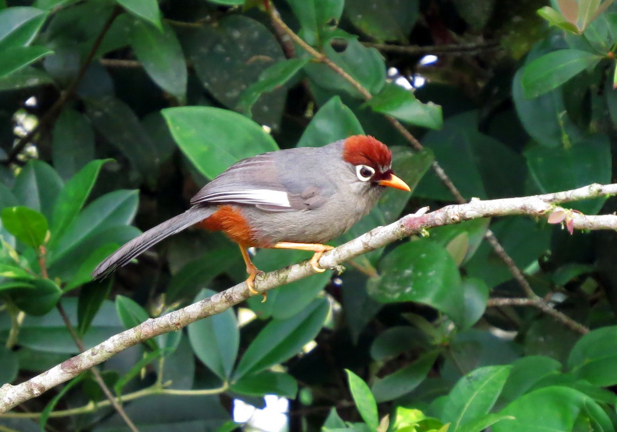 Garrulaxe mitré - ML645178850