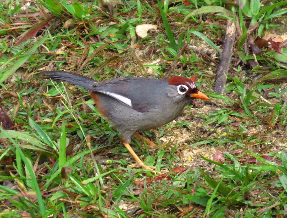 Garrulaxe mitré - ML645178851