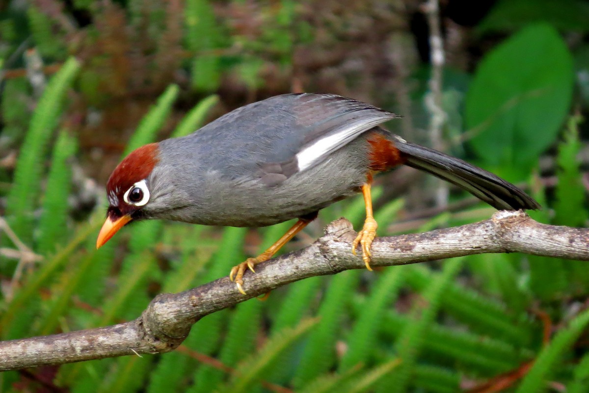 Garrulaxe mitré - ML645178852