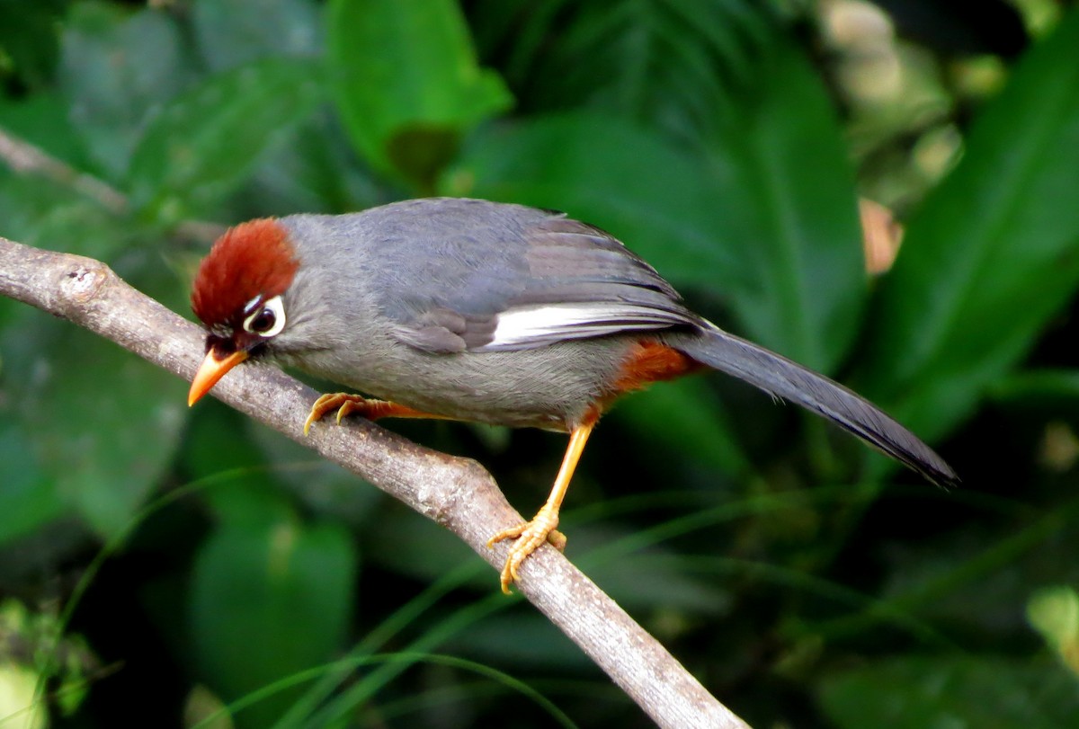 Garrulaxe mitré - ML645178853