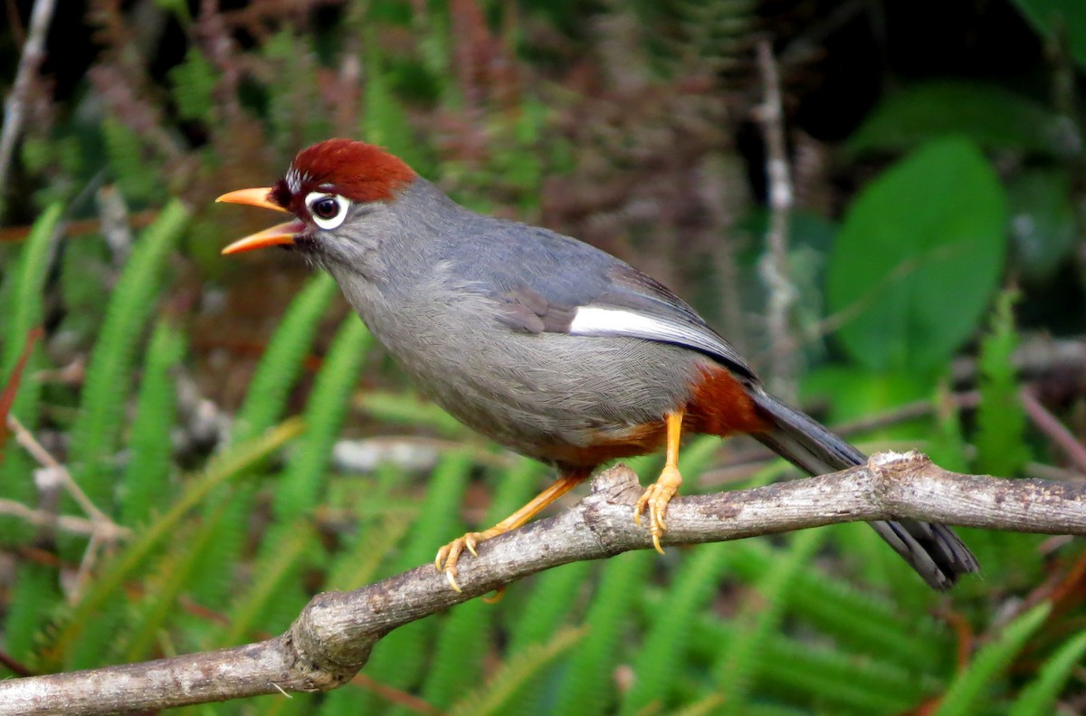 Garrulaxe mitré - ML645178854