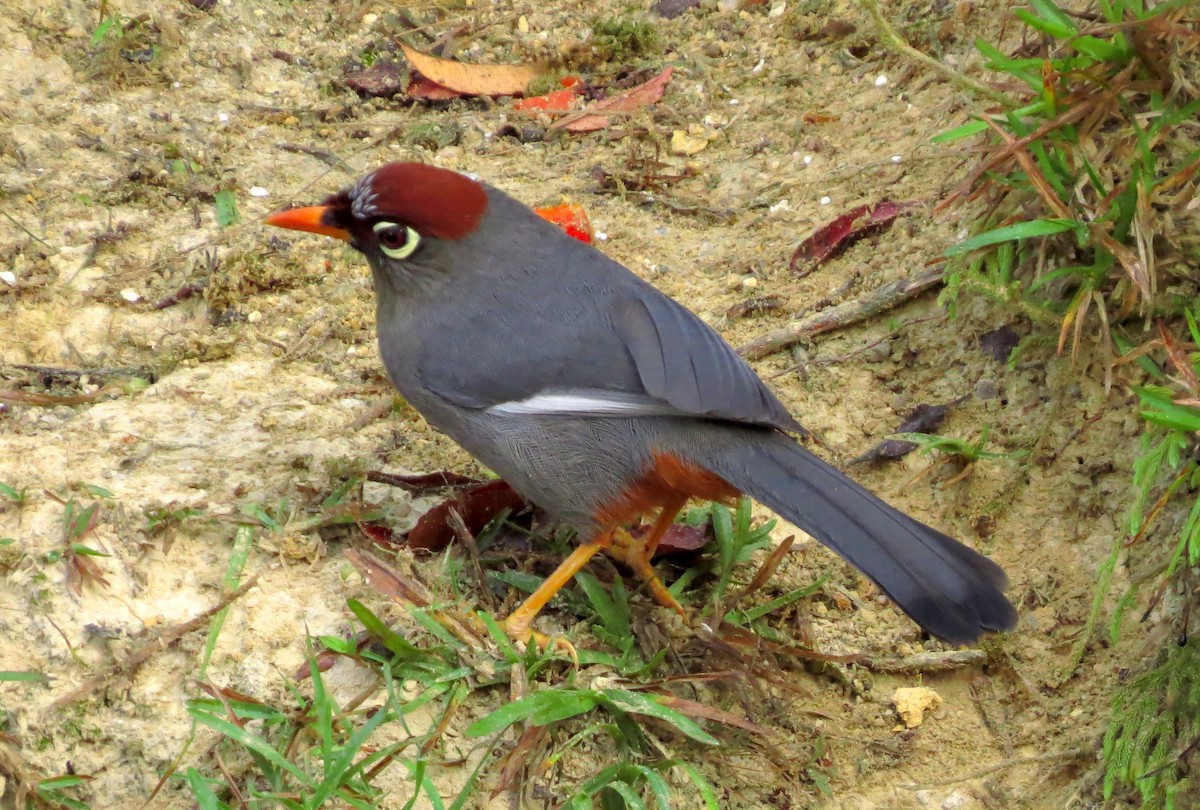 Garrulaxe mitré - ML645178855