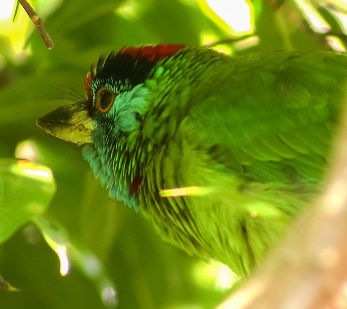 Blue-throated Barbet - ML645178860