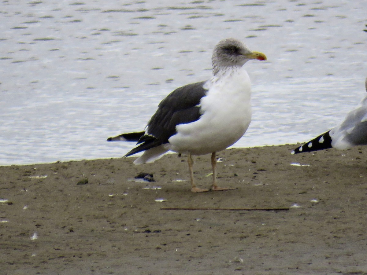 Lesser Black-backed Gull - ML645178885