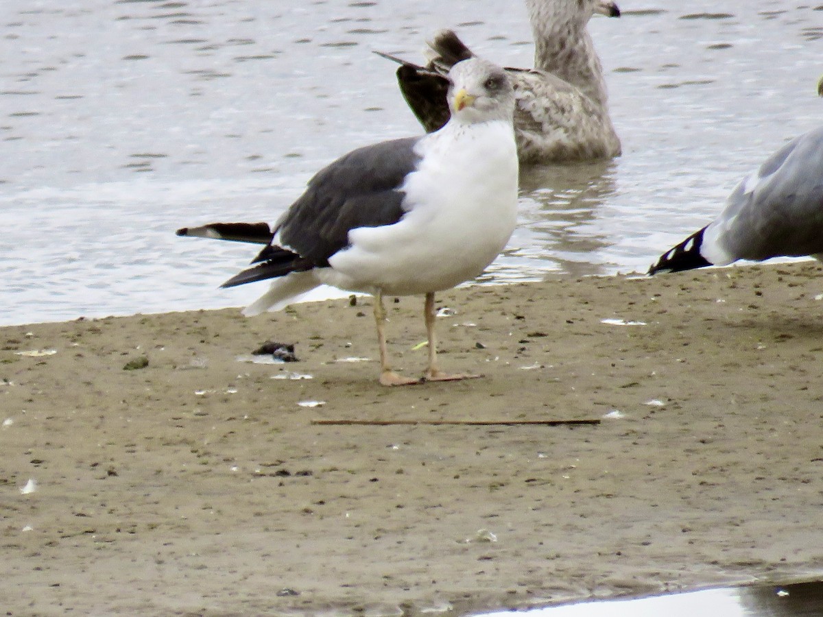 Lesser Black-backed Gull - ML645178886