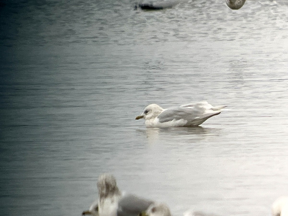 Iceland Gull - ML645178890
