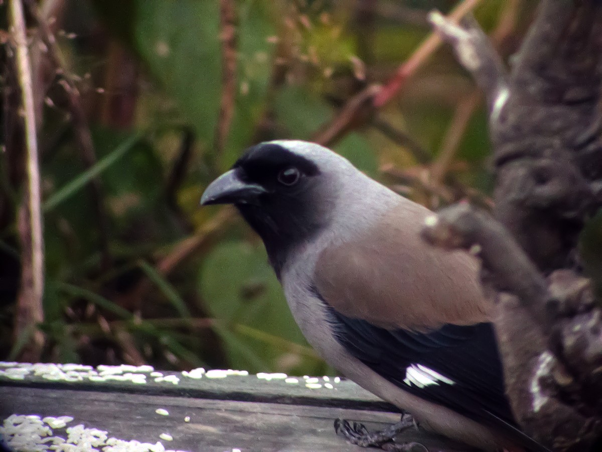 Gray Treepie - ML645178898