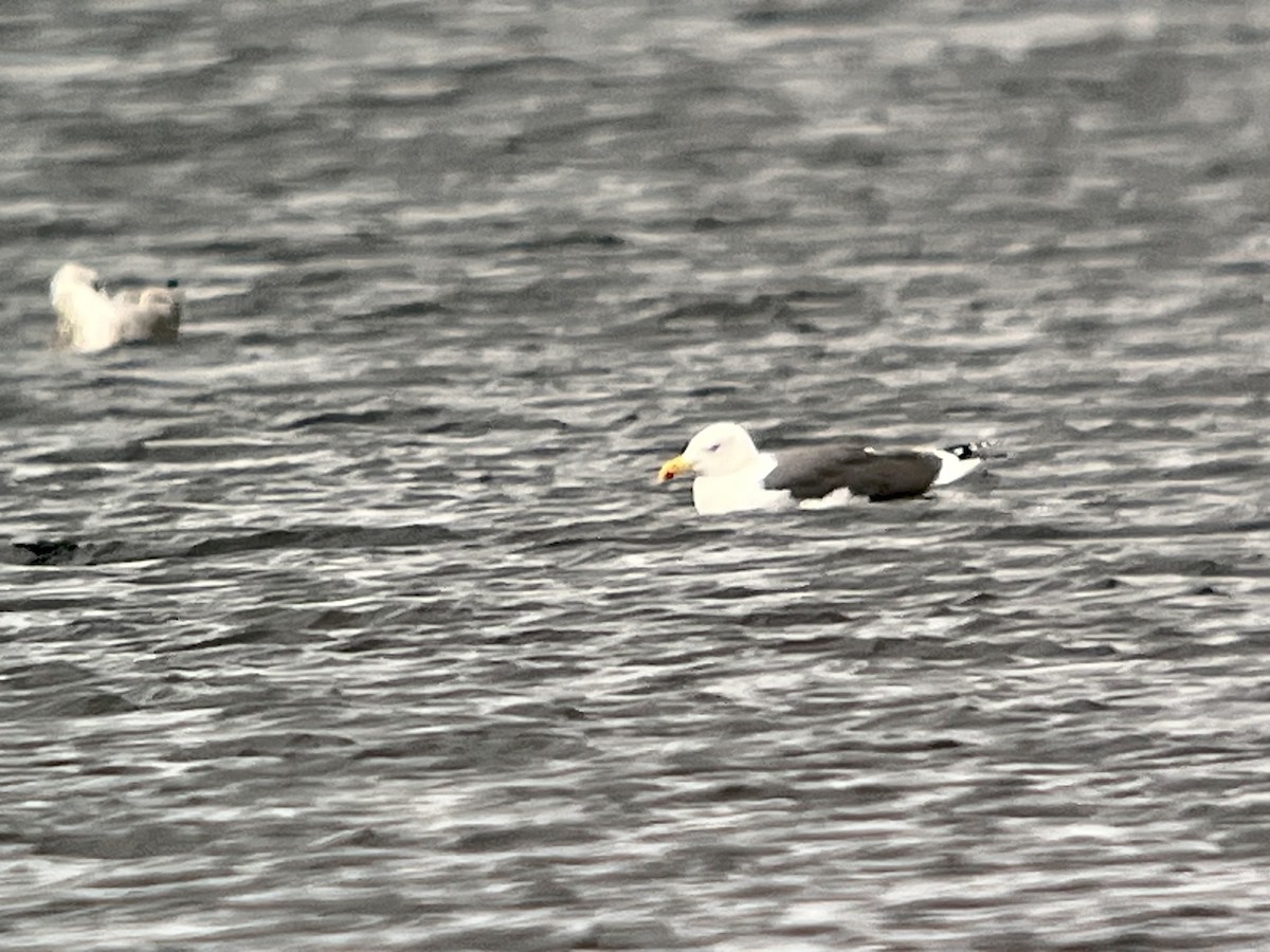 чайка sp. - ML645178899