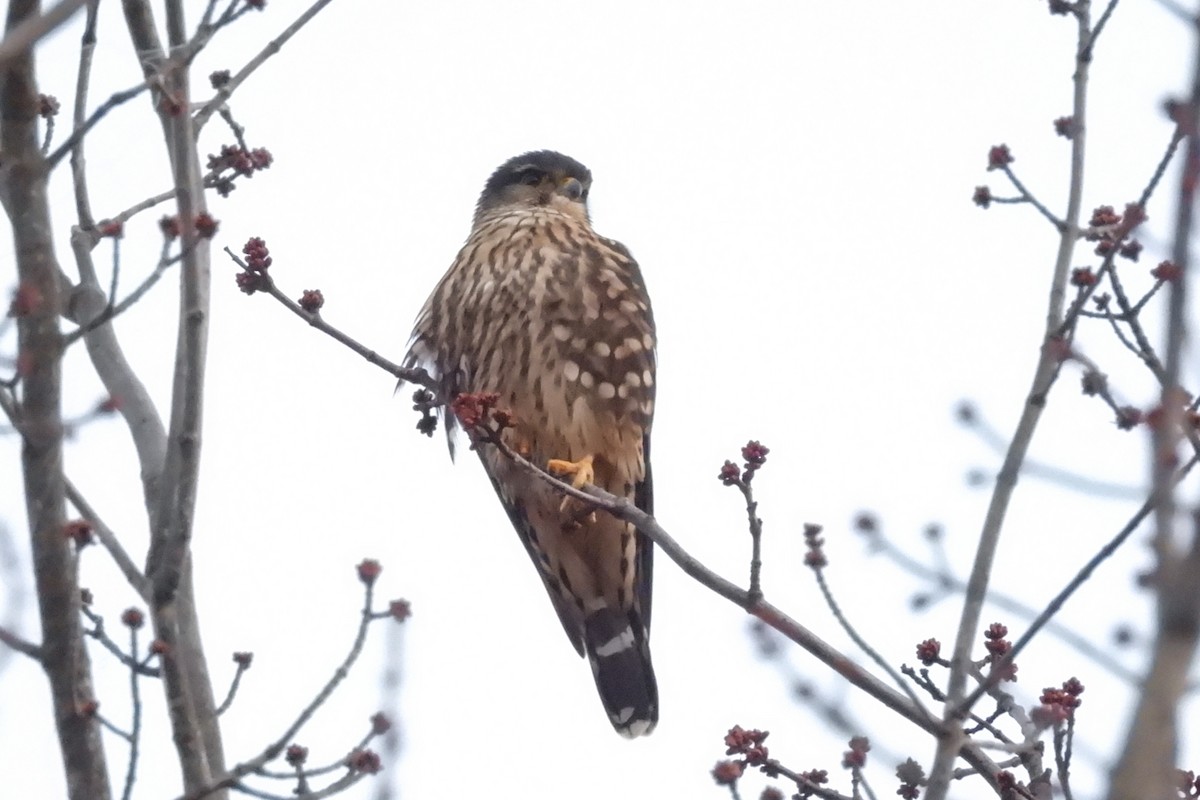 Merlin - ML645178903