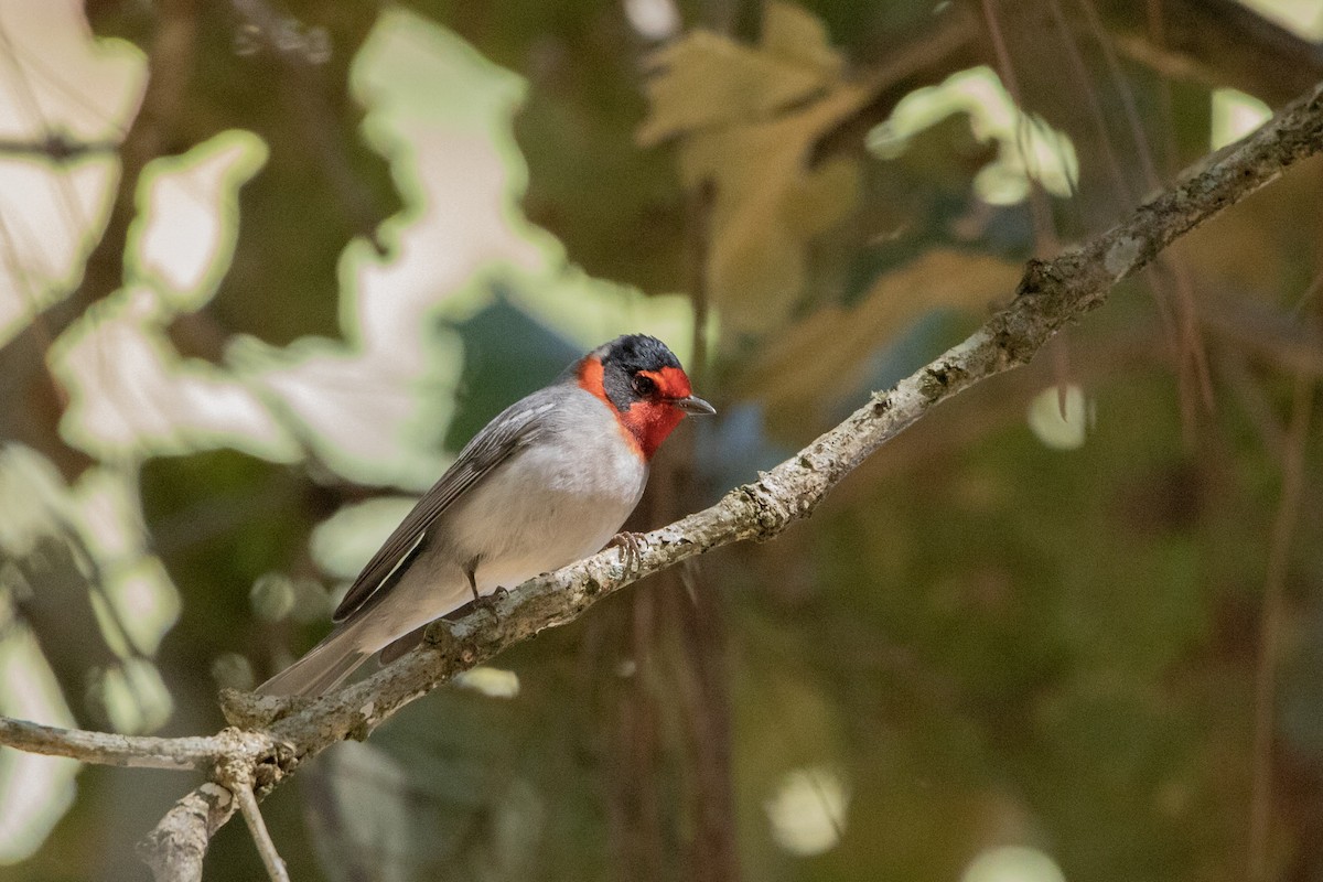Red-faced Warbler - ML645178905