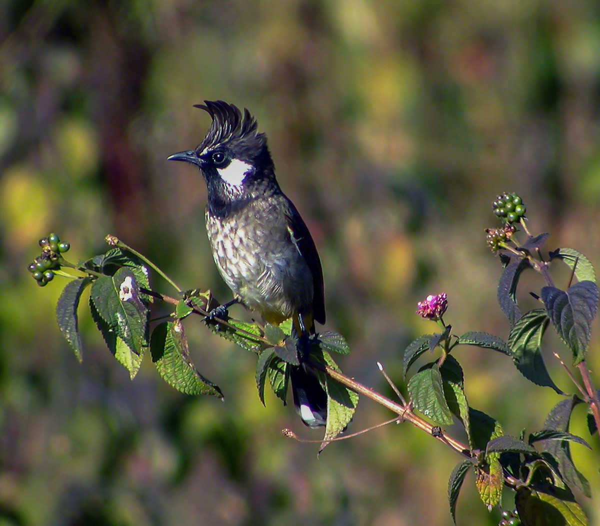 Himalayan Bulbul - ML645178906
