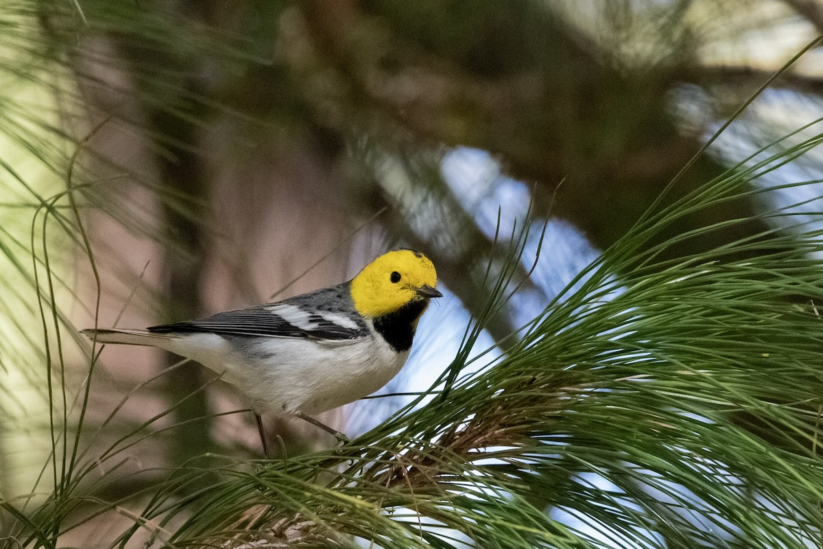 Hermit Warbler - ML645178912