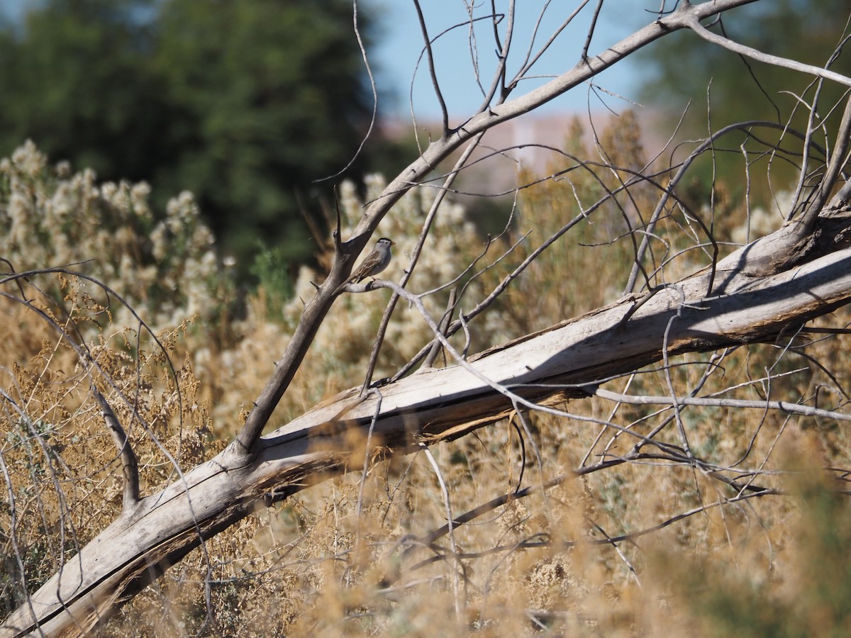 White-crowned Sparrow - ML645178913