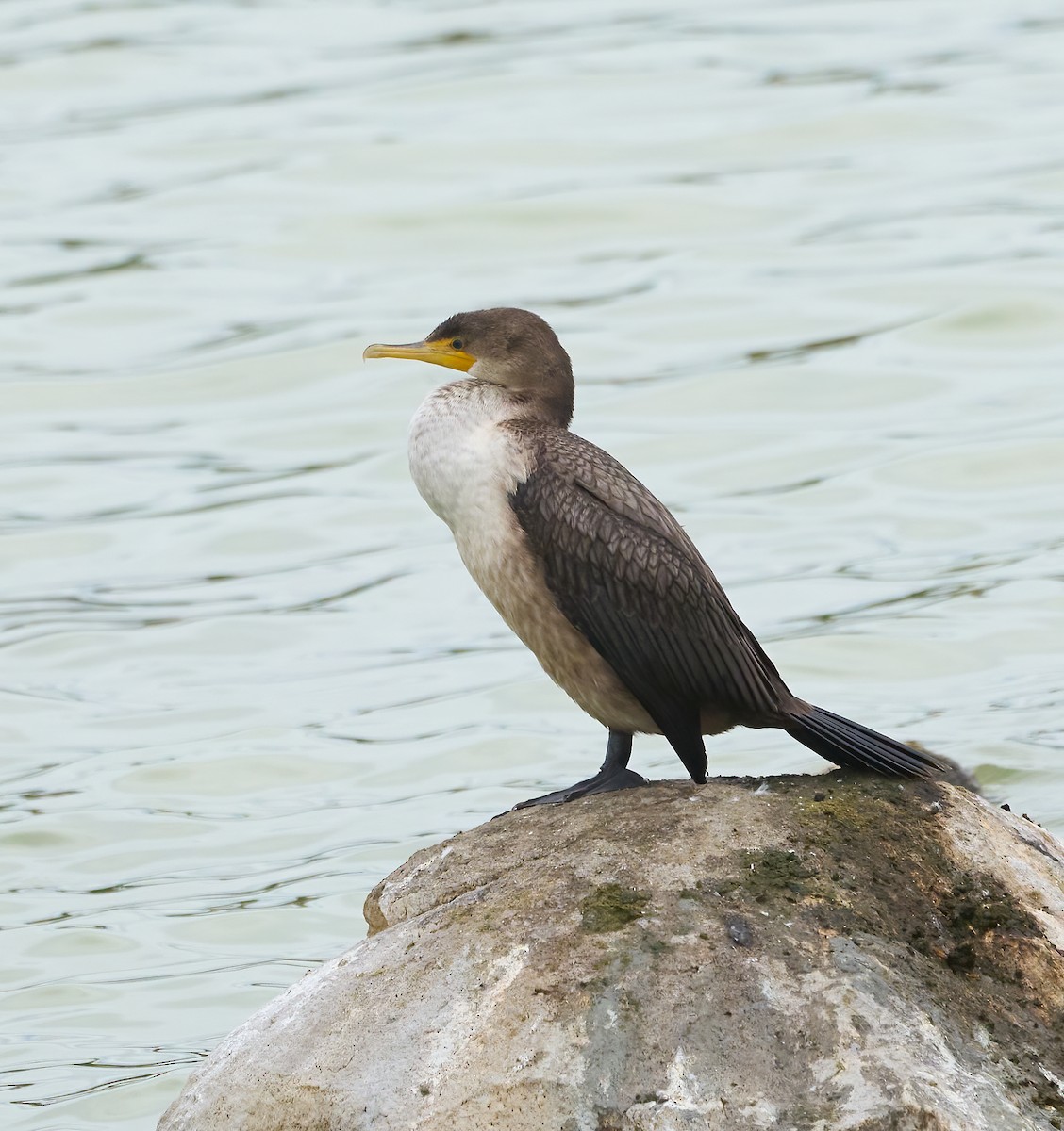 totoppskarv - ML645178917