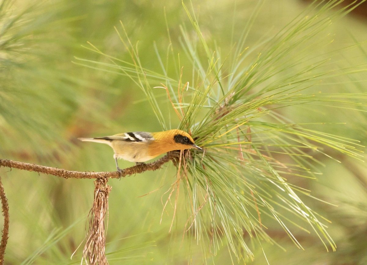 Olive Warbler - ML645178922