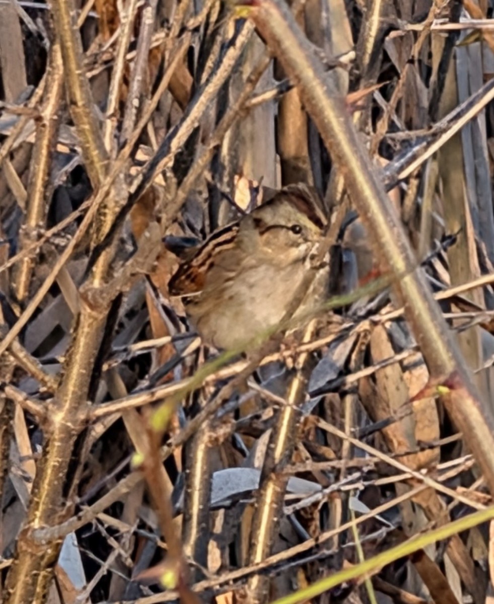 Swamp Sparrow - ML645178924