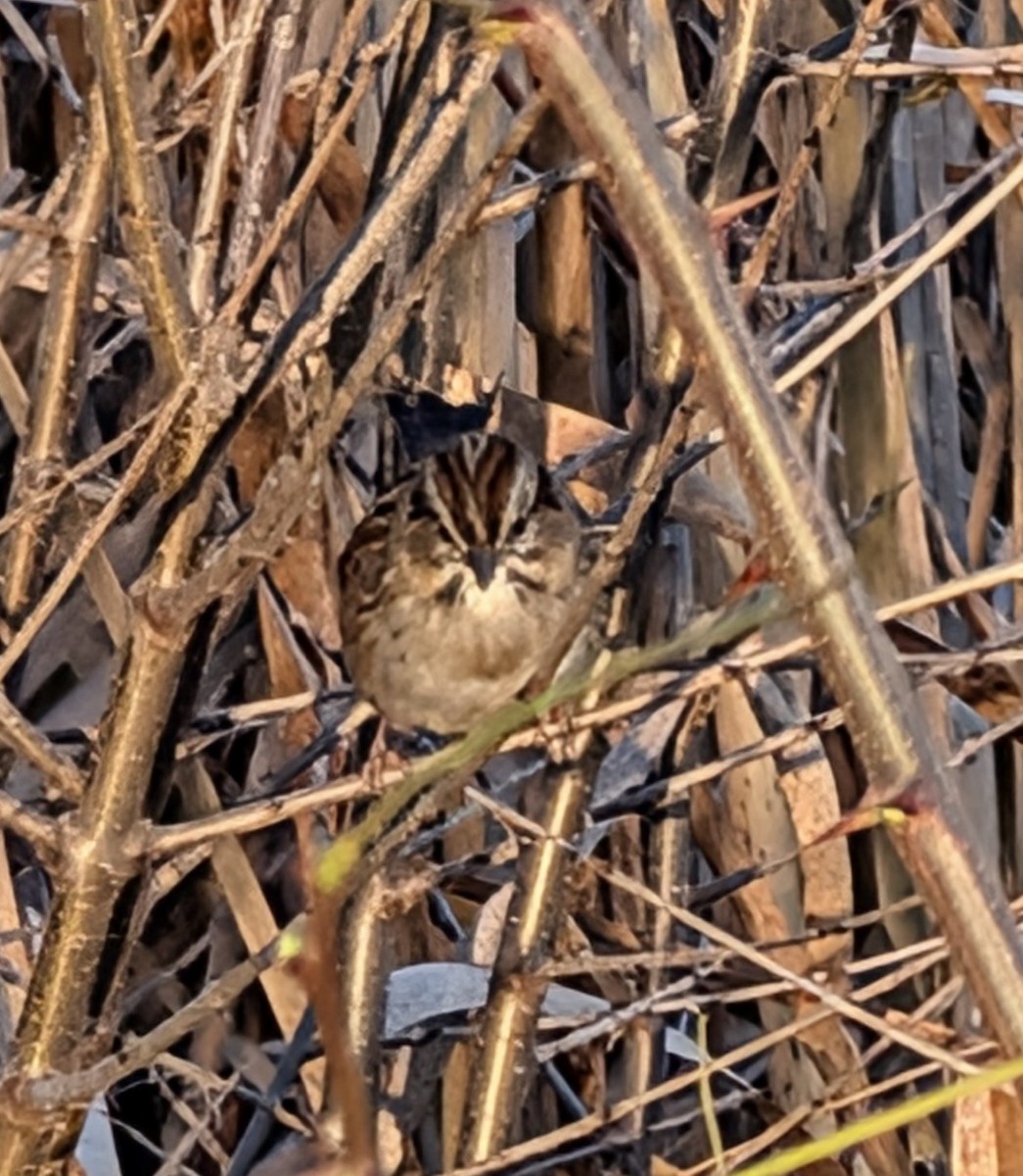 Swamp Sparrow - ML645178933