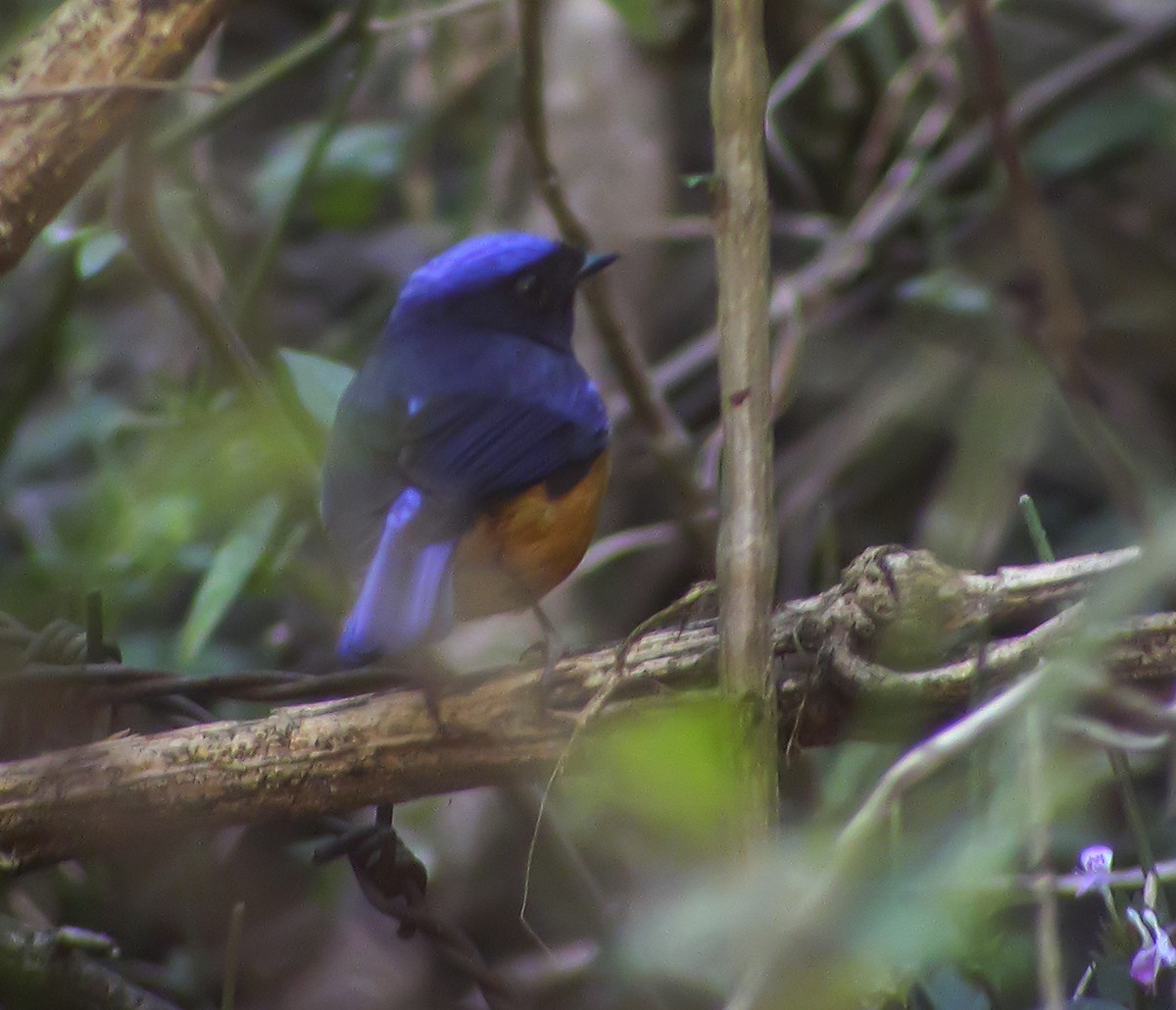 Rufous-bellied Niltava - ML645178939