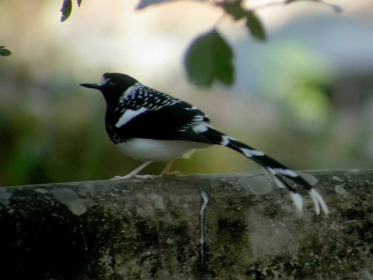 Spotted Forktail - ML645178951