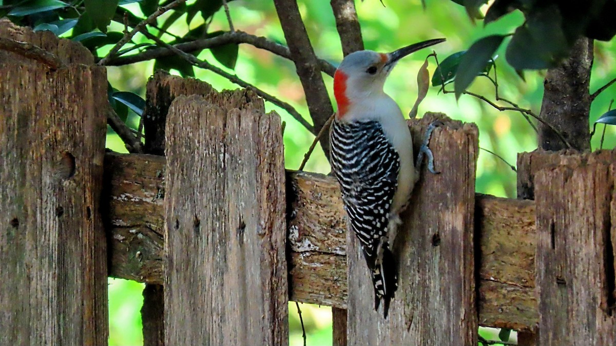 Carpintero de Carolina - ML645178978