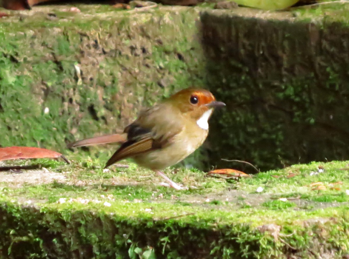 Rufous-browed Flycatcher - ML645178980