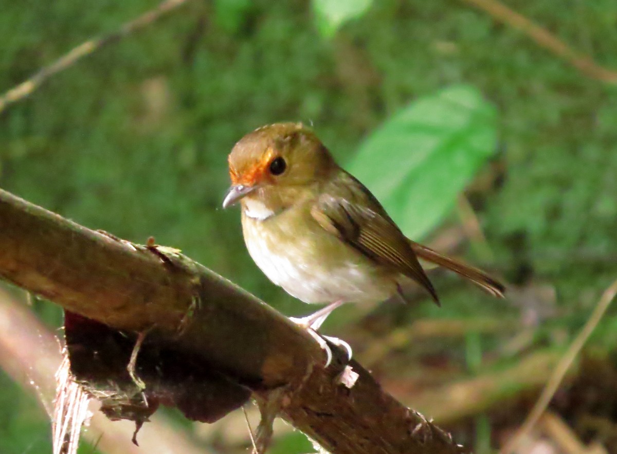 Rufous-browed Flycatcher - ML645178981