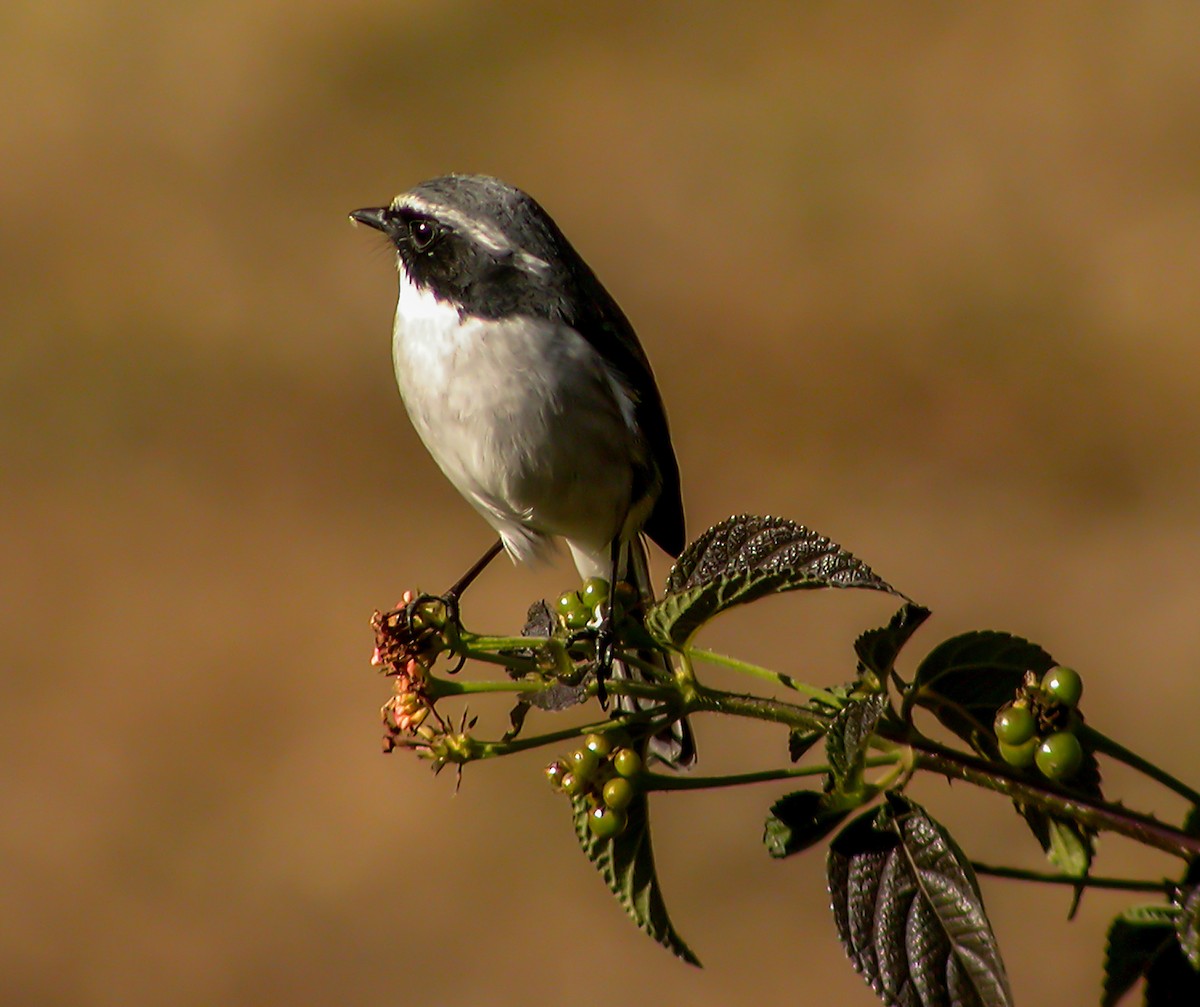 Gray Bushchat - ML645178985