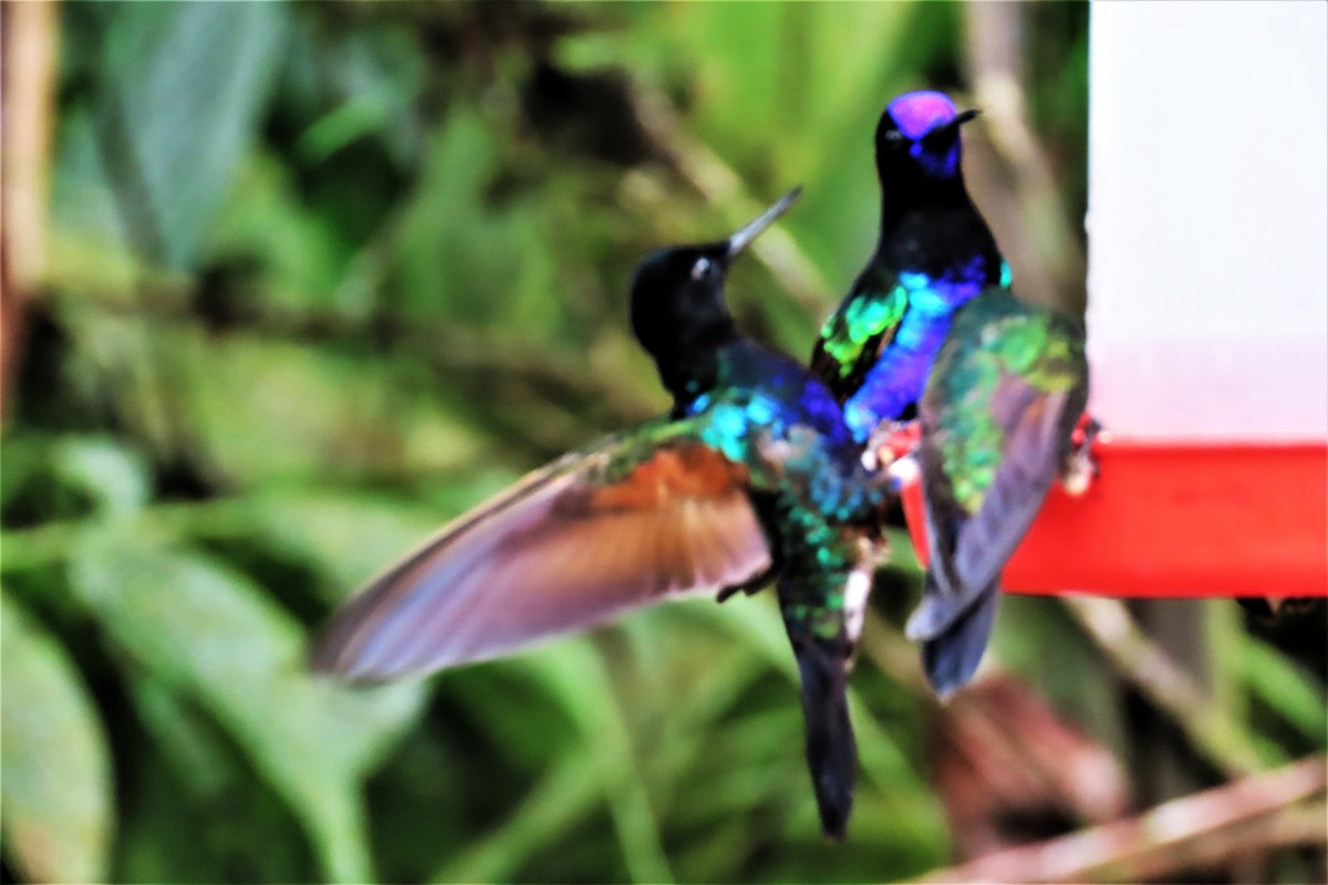 Velvet-purple Coronet - ML645178994