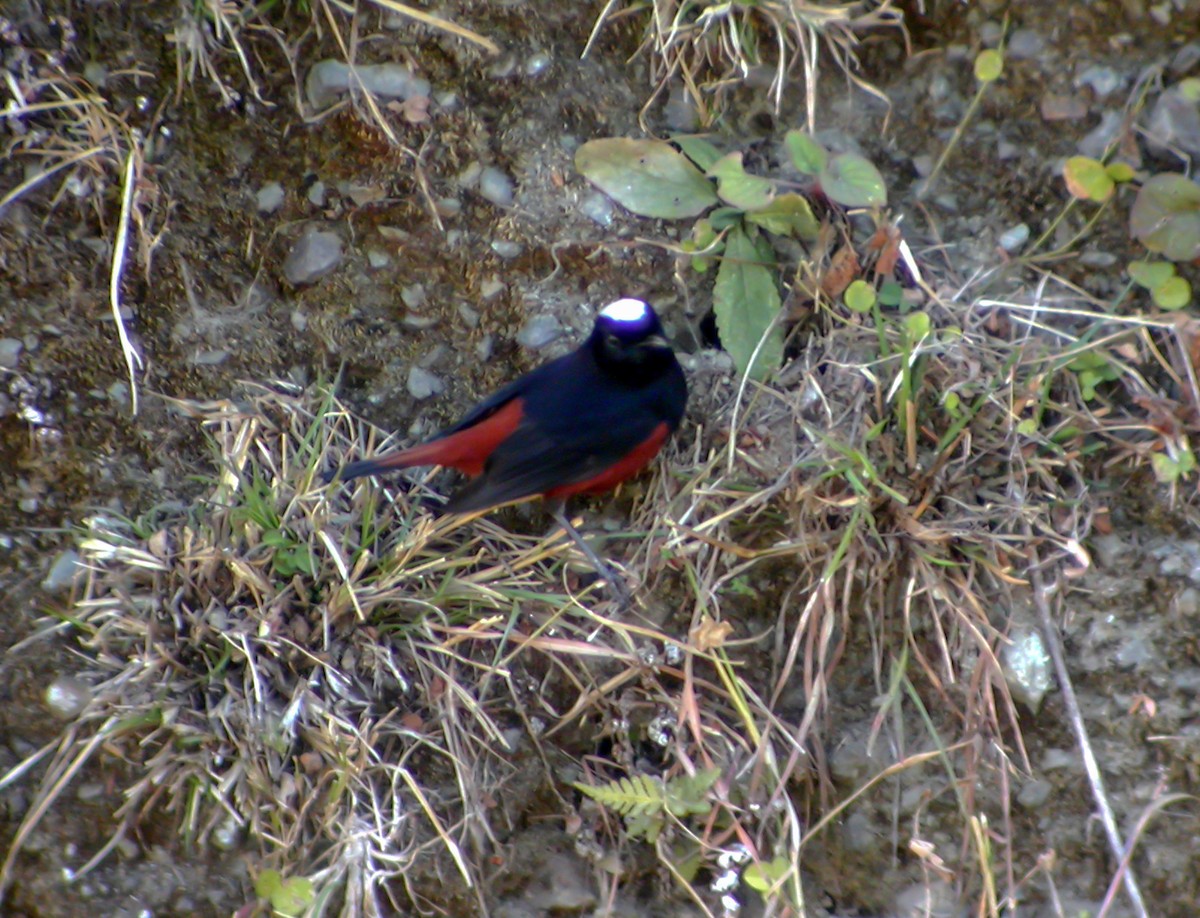 White-capped Redstart - ML645178997