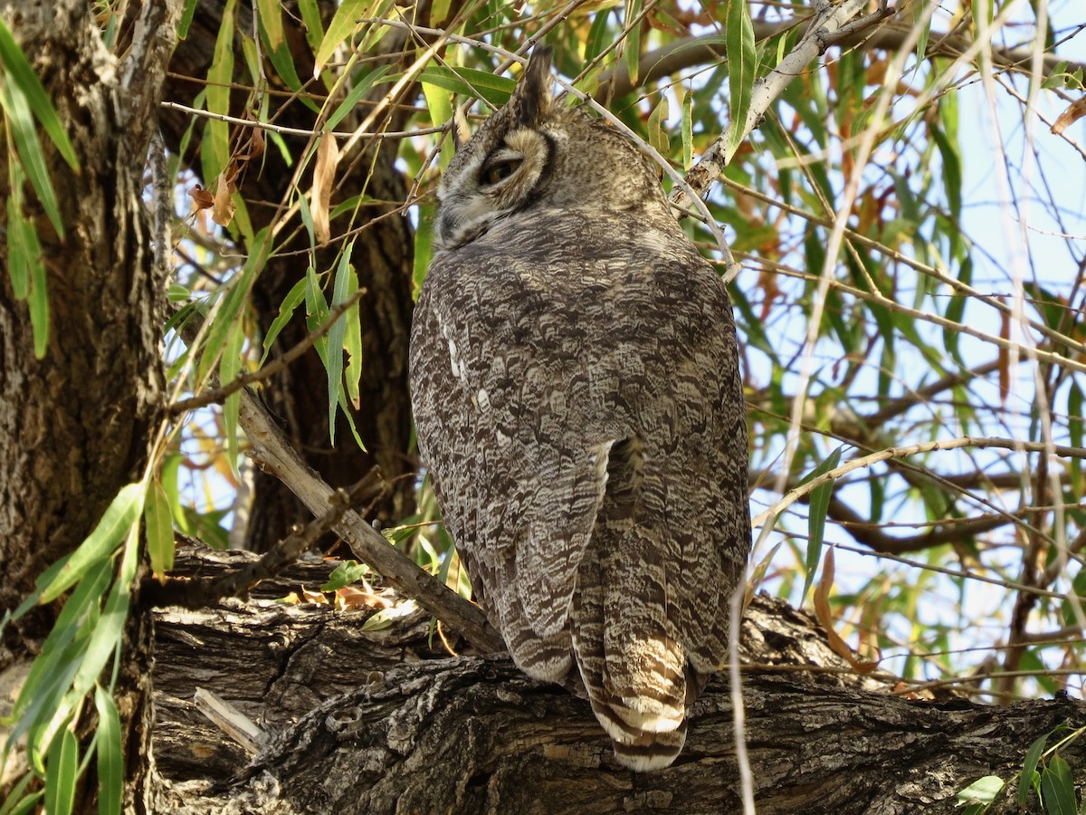 Great Horned Owl - ML645179014