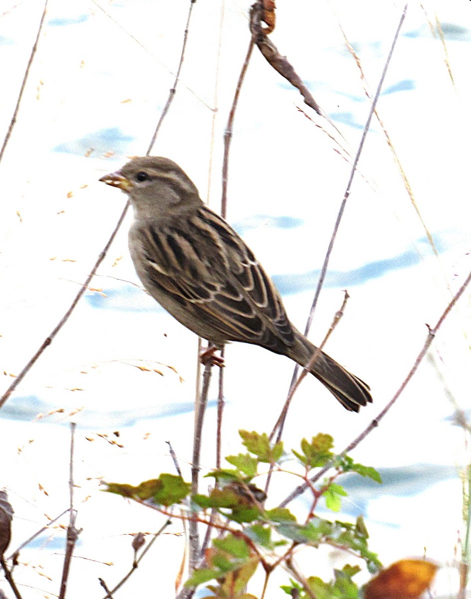 דרור הבית - ML645179027