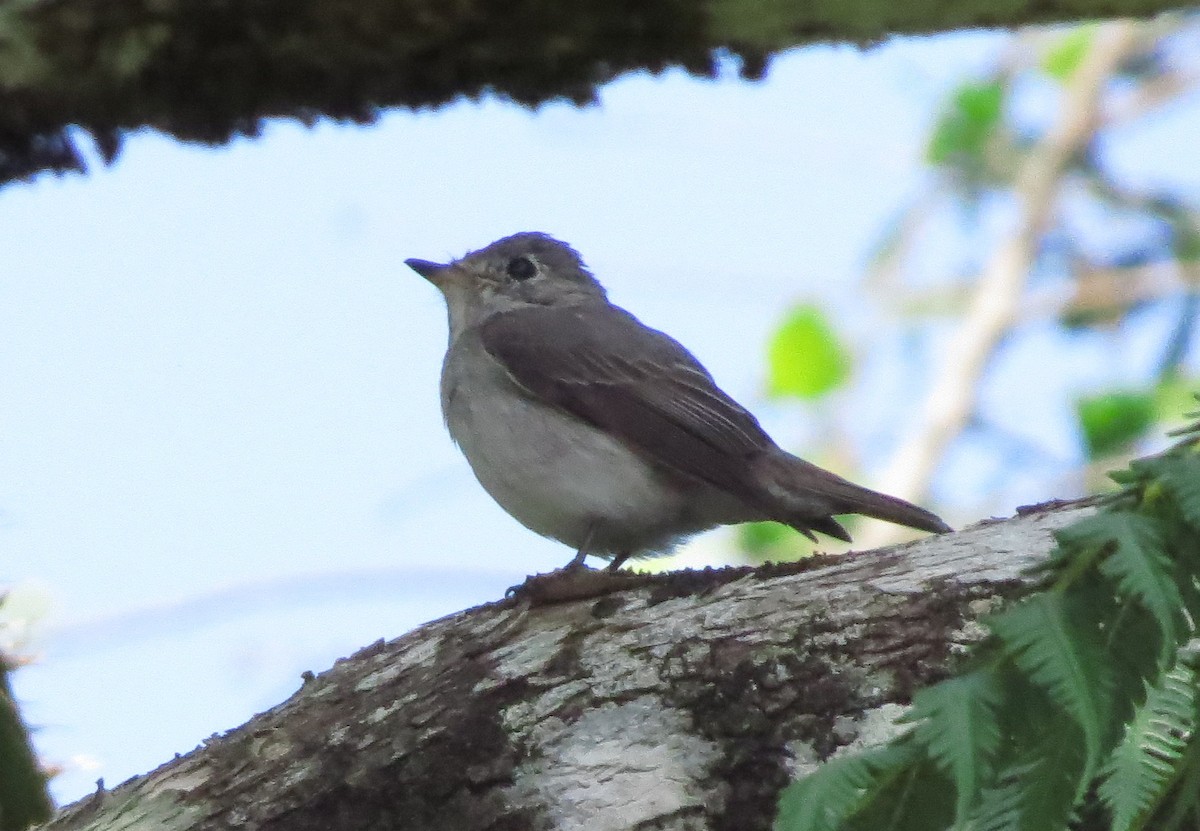 Dark-sided Flycatcher - ML645179028