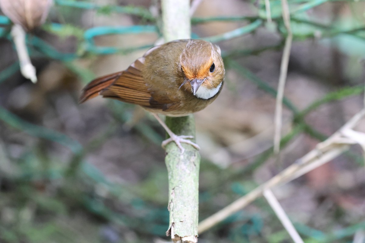 Rufous-browed Flycatcher - ML645179029