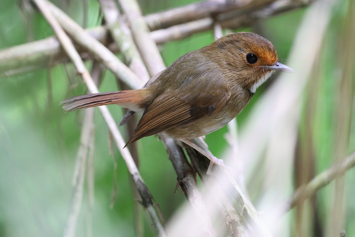 Rufous-browed Flycatcher - ML645179030