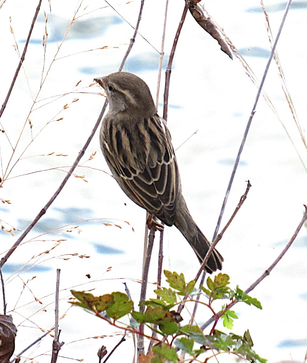דרור הבית - ML645179031