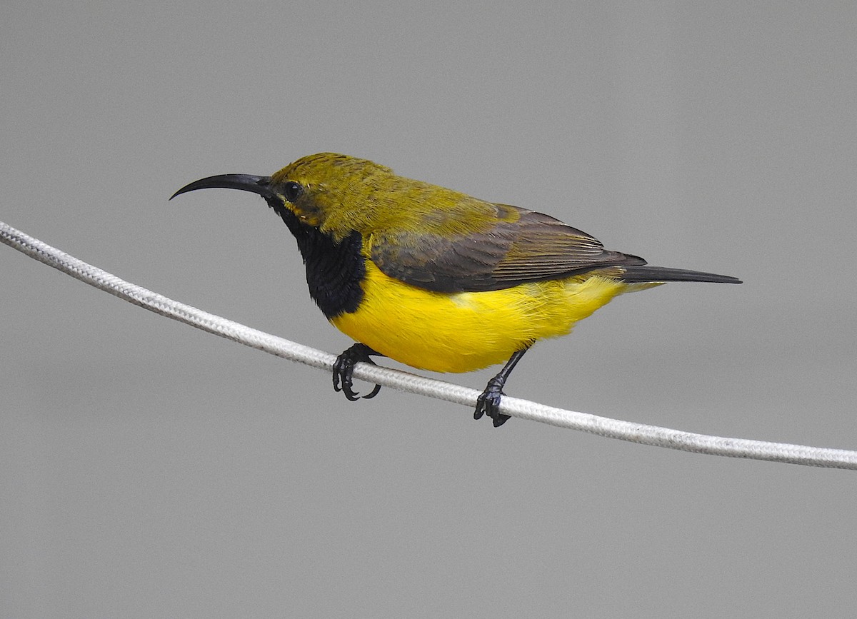 Sahul Sunbird - ML645179036