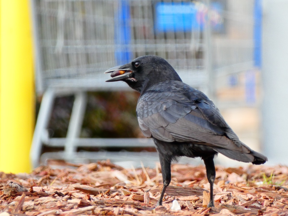 Balıkçı Karga - ML645179043