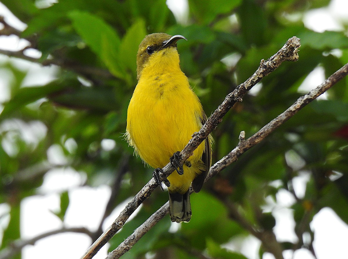 Sahul Sunbird - ML645179045