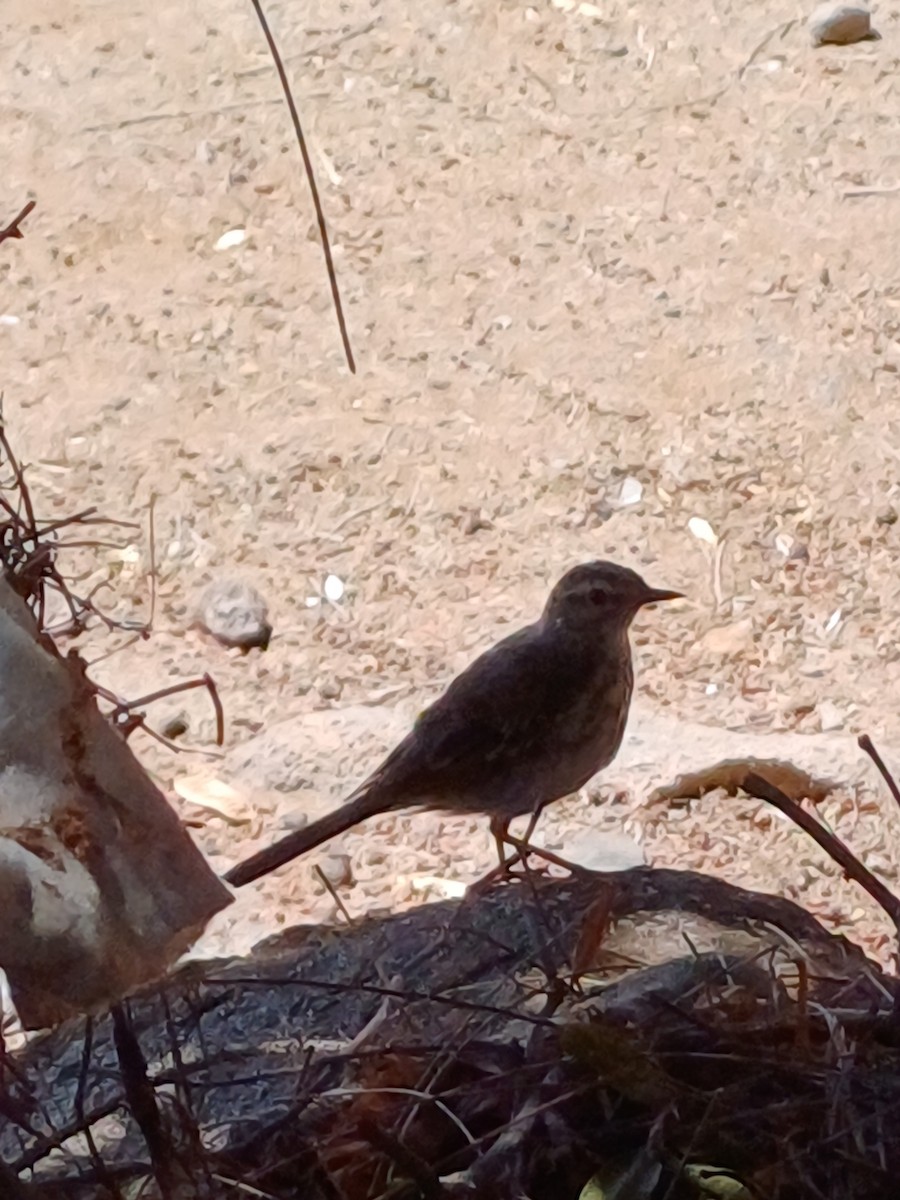 Berthelot's Pipit - ML645179047