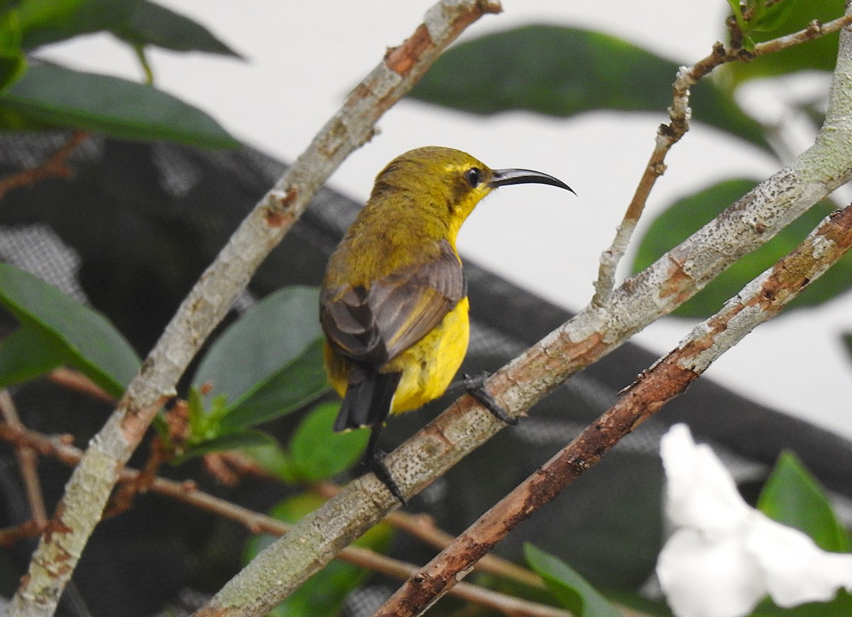 Sahul Sunbird - ML645179048