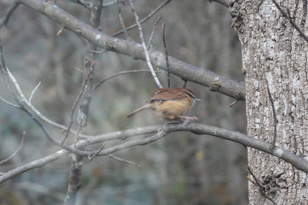 Carolina Wren - ML645179049