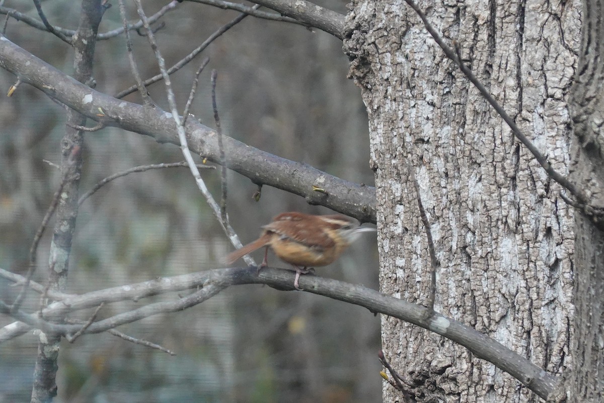 Carolina Wren - ML645179050