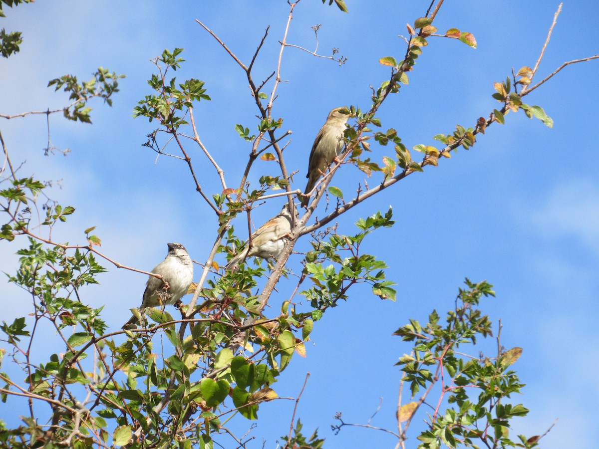 דרור הבית - ML645179051