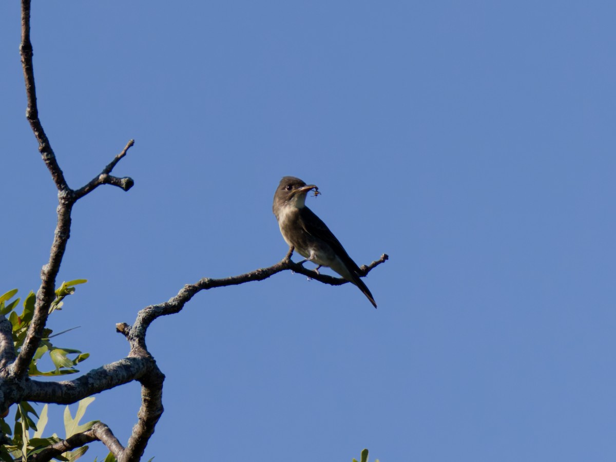 Olive-sided Flycatcher - ML645179052