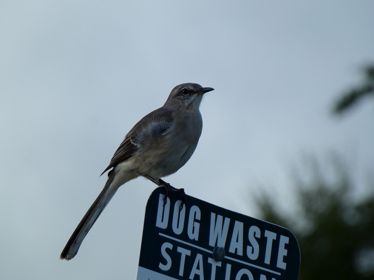 Пересмішник багатоголосий - ML645179053