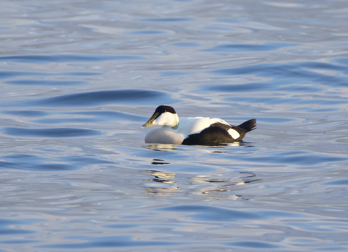 Common Eider - ML645179058