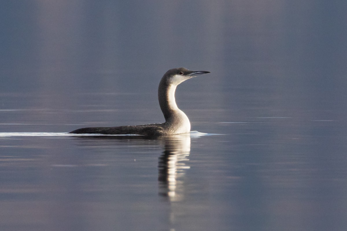 potáplice severní - ML645179059